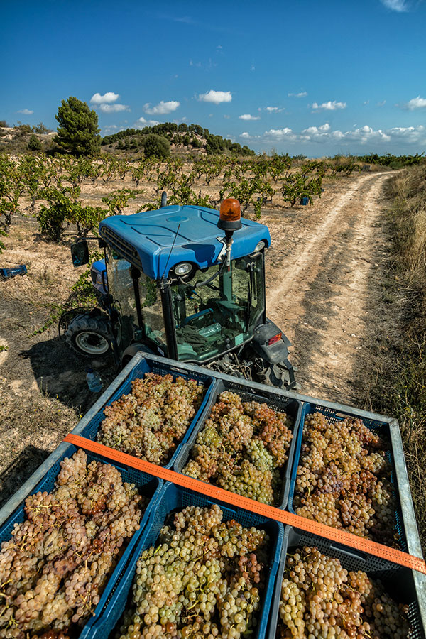 tractorlandia-bf